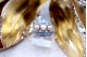 Anel em ouro com lascas de diamantes  e 18 em talhe brilhante 8/8