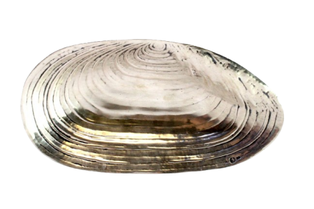 Aneleira em prata em forma de concha de mexilhão com relevos. Aneleira em prata em forma de concha de mexilhão com relevos.