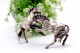 Cavalos em prata com relevos e aplicações em vulto perfeito