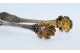 Pinça de açúcar em prata em forma de garras com motivos florais relevados.