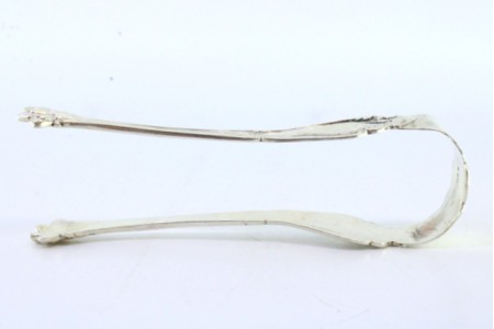 Pinça de açúcar em prata com relevos concheado e pinças em forma de garras.
